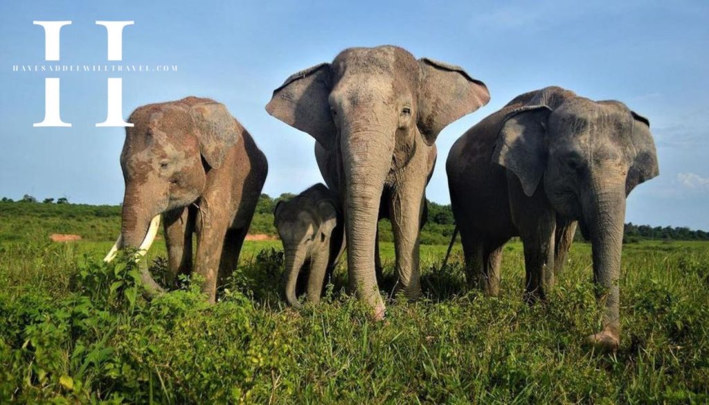 havesaddelwilltravel.com - Taman Nasional Way Kambas Pusat Konservasi Satwa Langka